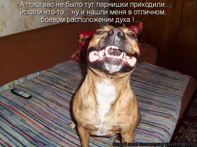 Котоматрица: А пока вас не было тут парнишки приходили..., боевом расположении духа !... искали что-то... ну и нашли меня в отличном,