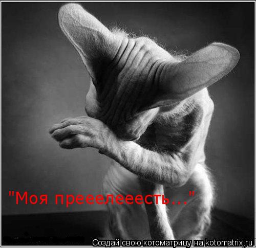 Котоматрица: "Моя прееелееесть..."