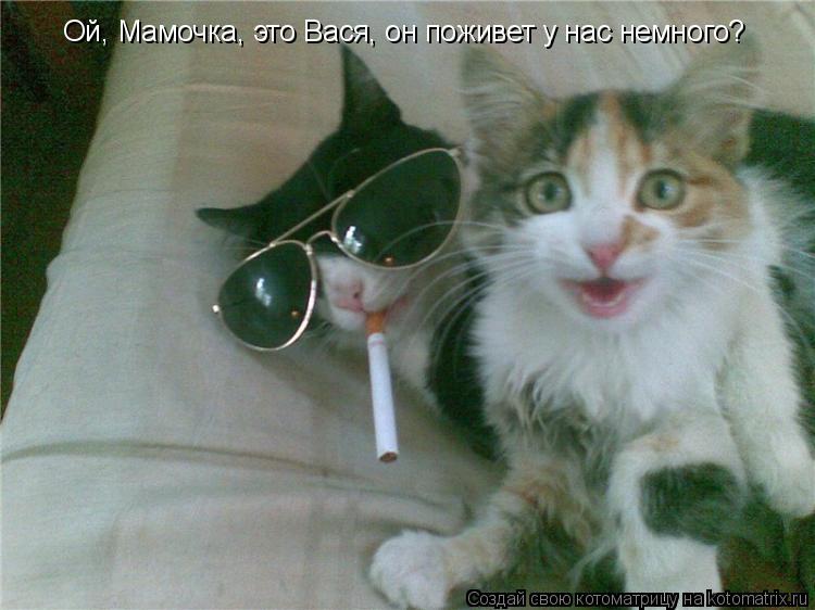 Котоматрица: Ой, Мамочка, это Вася, он поживет у нас немного?