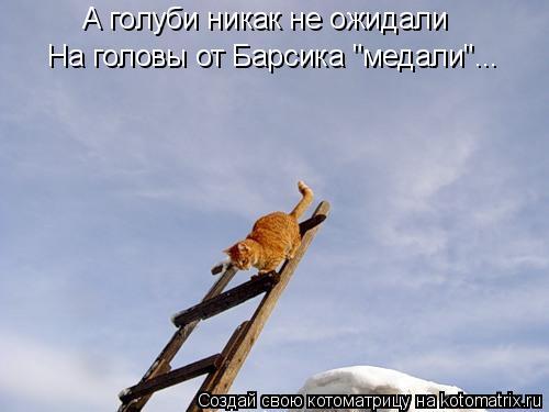 Котоматрица: А голуби никак не ожидали На головы от Барсика "медали"...