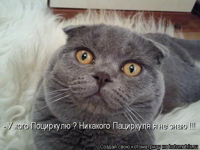 Котоматрица: - У кого Поциркулю ? Никакого Пациркуля я не знаю !!!