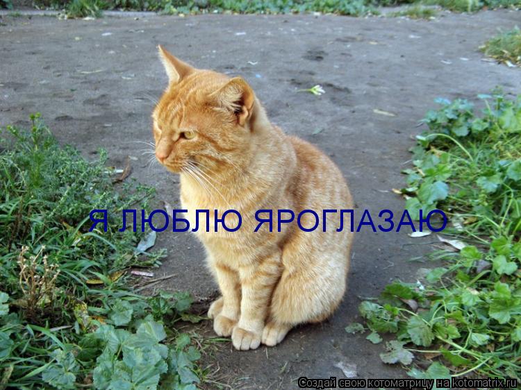 Котоматрица: Я ЛЮБЛЮ ЯРОГЛАЗАЮ