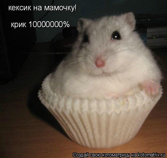 Котоматрица: кексик на мамочку! крик 10000000%