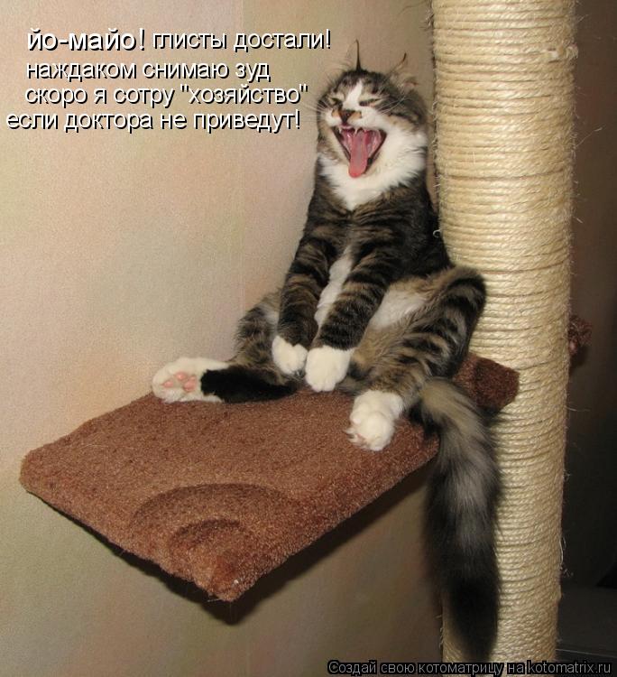 Котоматрица: йо-майо! глисты достали! наждаком снимаю зуд скоро я сотру "хозяйство" если доктора не приведут!