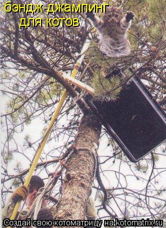Котоматрица: бэндж-джампинг для котов