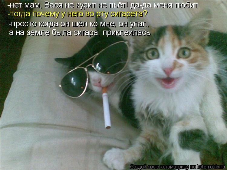 Котоматрица: -нет мам, Вася не курит не пьёт! да-да меня любит -тогда почему у него во рту сигарета? -просто когда он шёл ко мне, он упал,  а на земле была сига