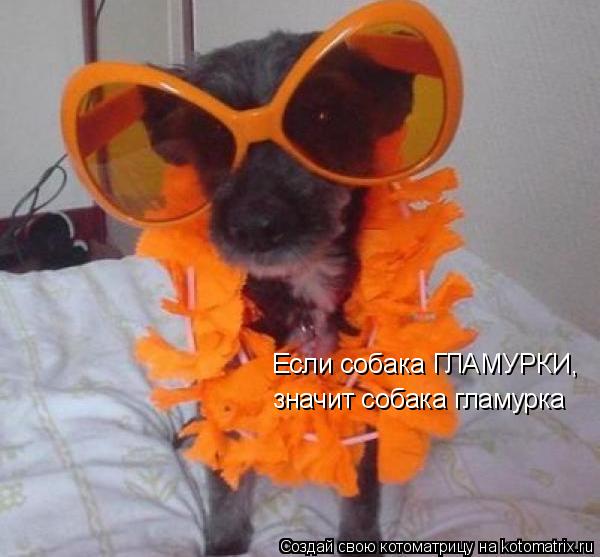 Котоматрица: Если собака ГЛАМУРКИ,  значит собака гламурка
