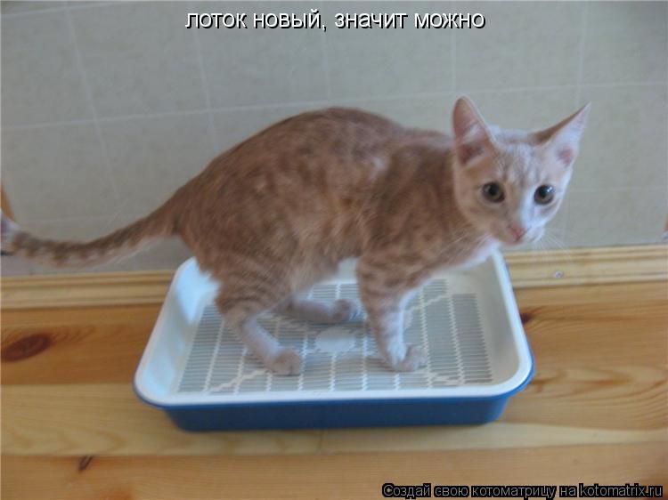 Котоматрица: лоток новый, значит можно