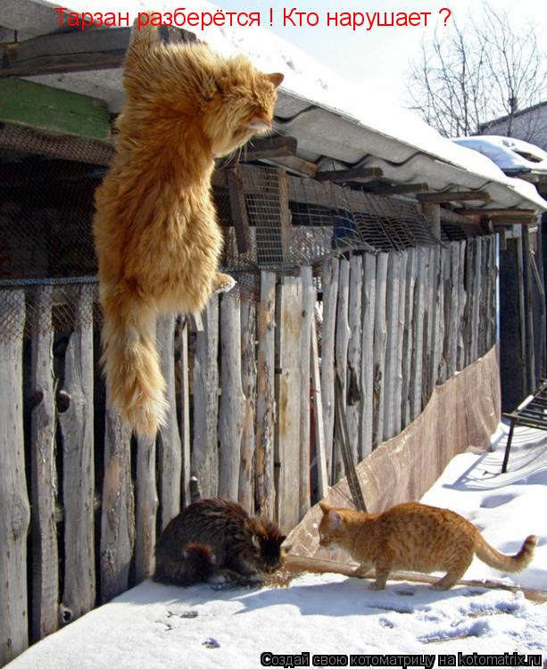 Котоматрица: Тарзан разберётся ! Кто нарушает ?