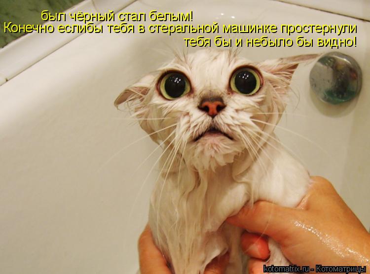 Котоматрица: был чёрный стал белым! Конечно еслибы тебя в стеральной машинке простернули  тебя бы и небыло бы видно!
