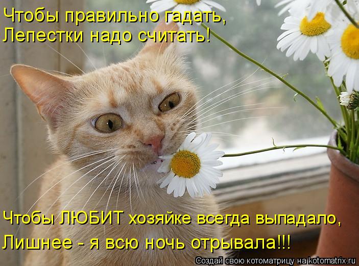 Котоматрица: Чтобы правильно гадать, Лепестки надо считать! Чтобы ЛЮБИТ хозяйке всегда выпадало, Лишнее - я всю ночь отрывала!!!