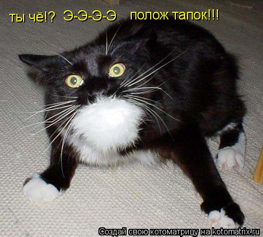 ты чё!? Э-Э-Э-Э полож тапок!!!... Котоматрица: ты чё!? Э-Э-Э-Э полож тапок!!!