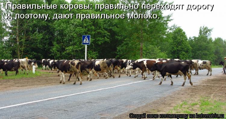 Котоматрица: Правильные коровы: правильно переходят дорогу и, поэтому, дают правильное молоко.
