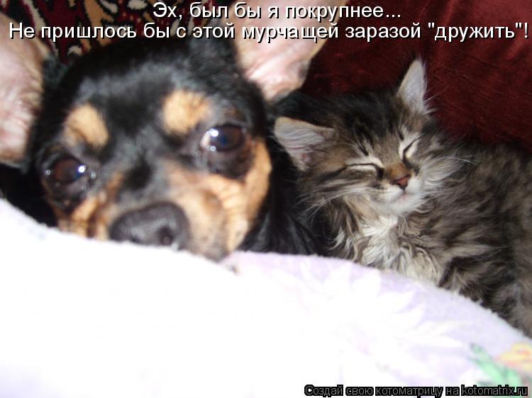 Котоматрица: Не пришлось бы с этой мурчащей заразой "дружить"! Эх, был бы я покрупнее...