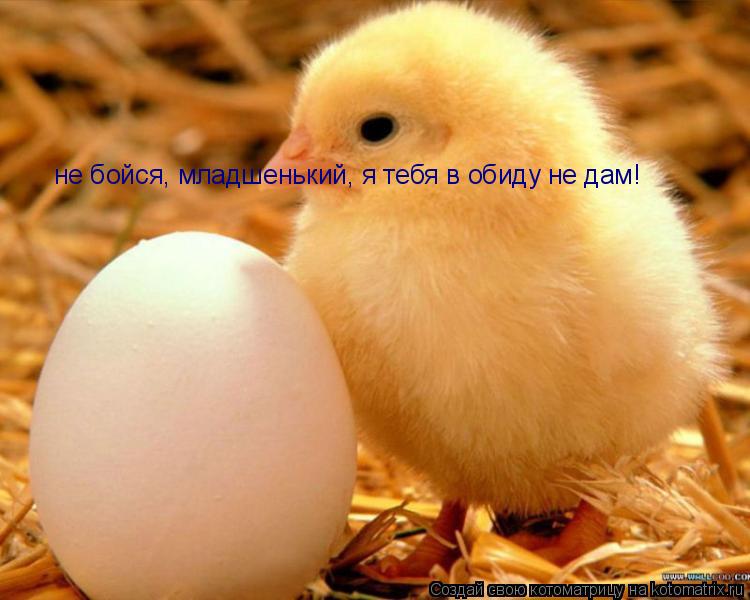 Котоматрица: не бойся, младшенький, я тебя в обиду не дам!
