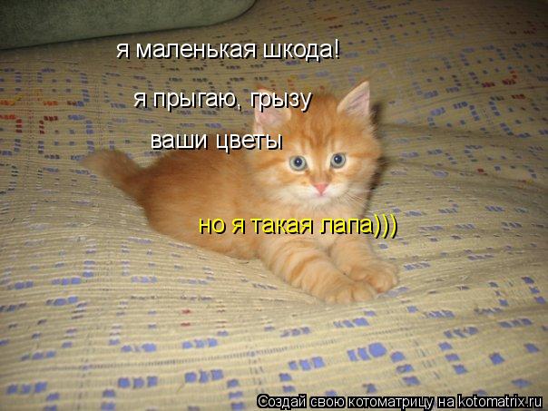 Котоматрица: я маленькая шкода! я маленькая шкода! я прыгаю, грызу ваши цветы  но я такая лапа)))