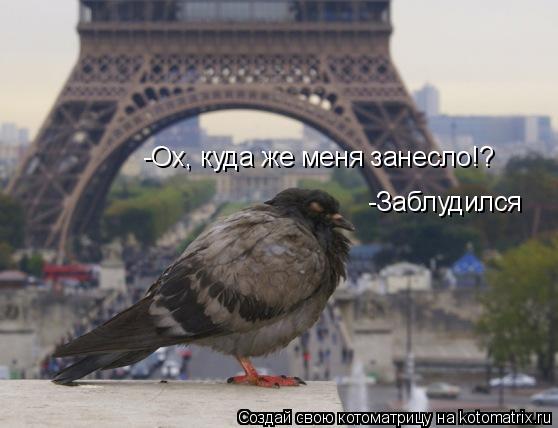-Ох, куда же меня занесло!? -Заблудился... Котоматрица: -Ох, куда же меня занесло!? -Заблудился