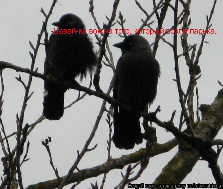 -Давай-ка вон на того, который возле ларька...... Котоматрица: -Давай-ка вон на того, который возле ларька...