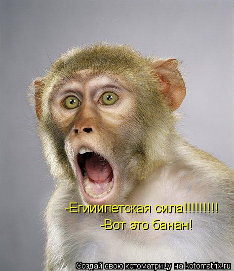 -Егииипетская сила!!!!!!!!! -Вот это банан!... Котоматрица: -Егииипетская сила!!!!!!!!! -Вот это банан!