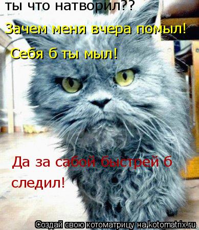 ты что натворил?? Зачем меня вчера помыл! Себя б ты мыл! Да за сабой быстрей б следил!... Котоматрица: ты что натворил?? Зачем меня вчера помыл! Себя б ты мыл! Да за сабой быстрей б следил!