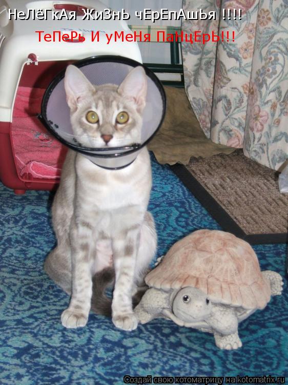 НеЛёГкАя ЖиЗнЬ чЕрЕпАшЬя !!!! ТеПеРь И уМеНя ПаНцЕрЬ!!!... Котоматрица: НеЛёГкАя ЖиЗнЬ чЕрЕпАшЬя !!!! ТеПеРь И уМеНя ПаНцЕрЬ!!!