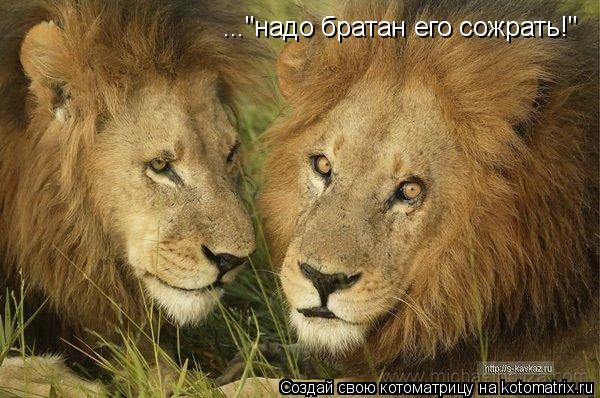 ..."надо братан его сожрать!"... Котоматрица: ..."надо братан его сожрать!"