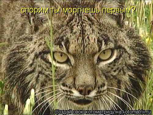 спорим ты моргнешь первым?... Котоматрица: спорим ты моргнешь первым?