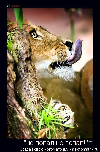 "не попал,не попал!"... Котоматрица: "не попал,не попал!"