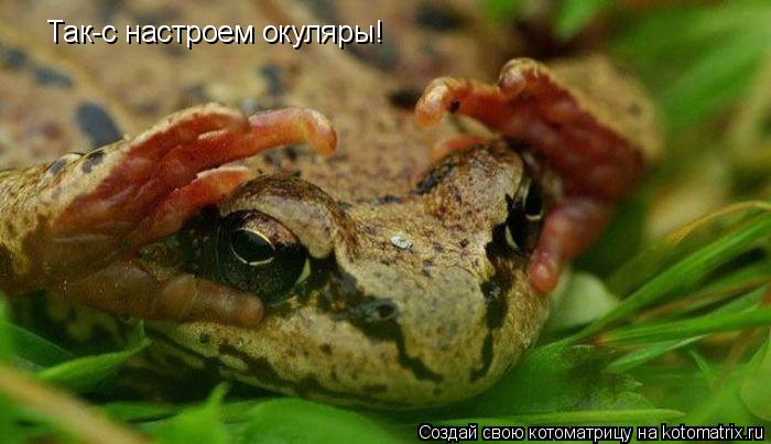 Так-с настроем окуляры!... Котоматрица: Так-с настроем окуляры!