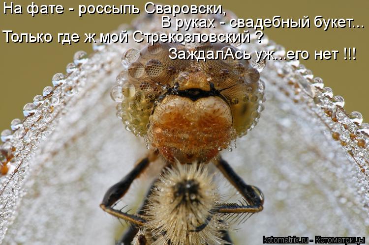 Котоматрица: На фате - россыпь Сваровски, В руках - свадебный букет... Только где ж мой Стрекозловский ? ЗаждалАсь уж...его нет !!!