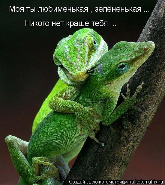 Моя ты любименькая , зелёненькая ... Никого нет краше тебя ...... Котоматрица: Моя ты любименькая , зелёненькая ... Никого нет краше тебя ...