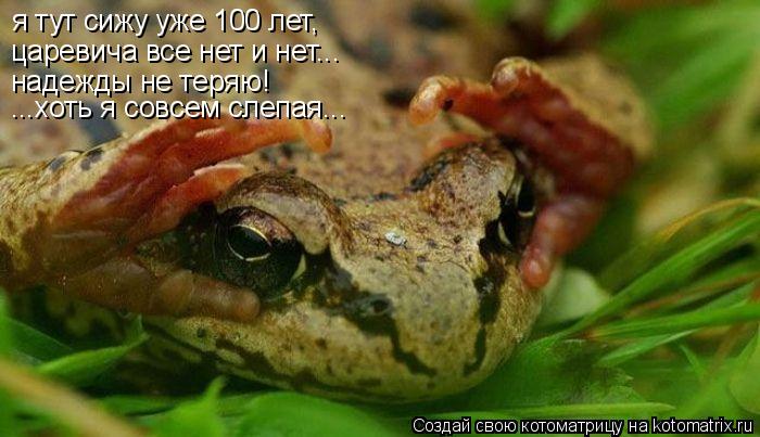 я тут сижу уже 100 лет, царевича все нет и нет... надежды не теряю! ...хоть я совсем слепая...... Котоматрица: я тут сижу уже 100 лет, царевича все нет и нет... надежды не теряю! ...хоть я совсем слепая...