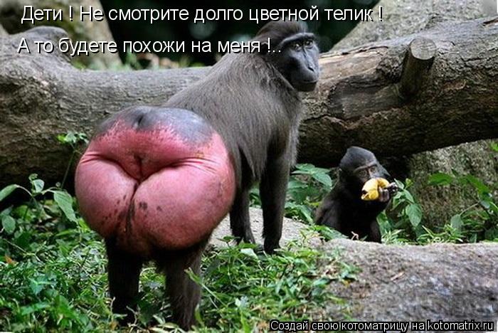 Котоматрица: Дети ! Не смотрите долго цветной телик ! А то будете похожи на меня !..