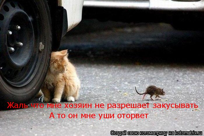 Котоматрица: Жаль что мне хозяин не разрешает закусывать А то он мне уши оторвет