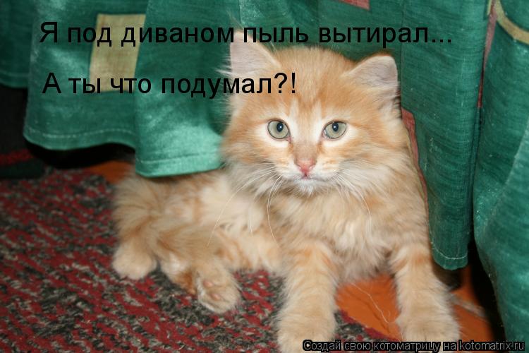 Котоматрица: Я под диваном пыль вытирал... А ты что подумал?!