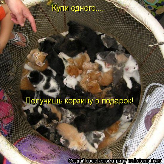 Котоматрица: Купи одного.... Получишь корзину в подарок!