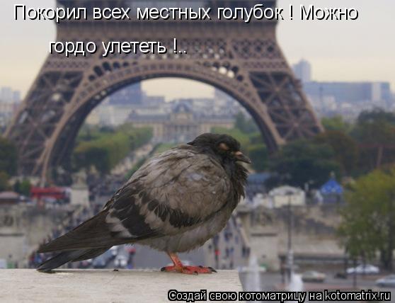 Котоматрица: Покорил всех местных голубок ! Можно  гордо улететь !..