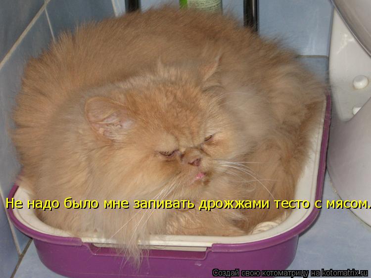 Котоматрица: Не надо было мне запивать дрожжами тесто с мясом.