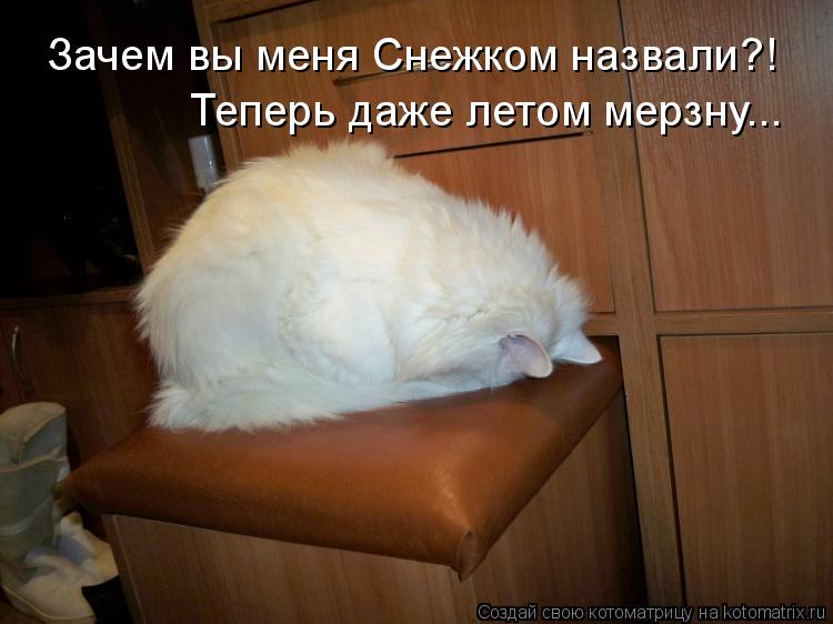 Котоматрица: Зачем вы меня Снежком назвали?! Теперь даже летом мерзну...