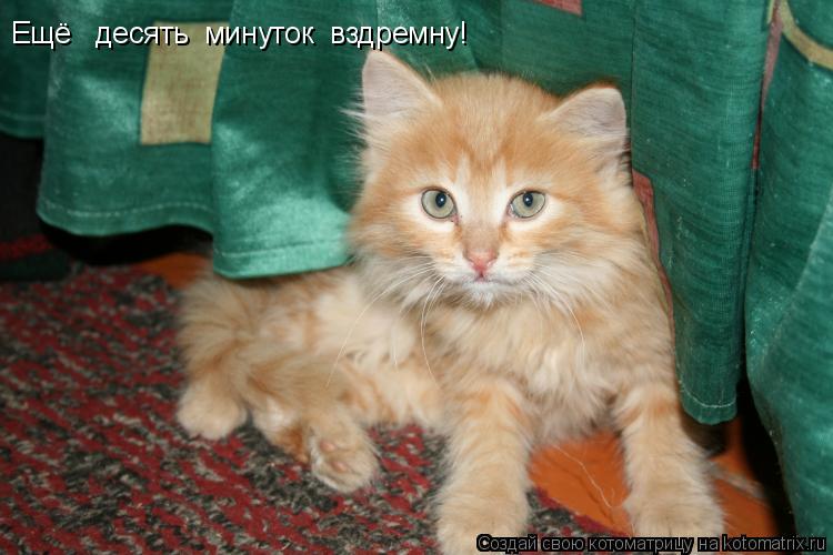 Котоматрица: Ещё   десять  минуток  вздремну!