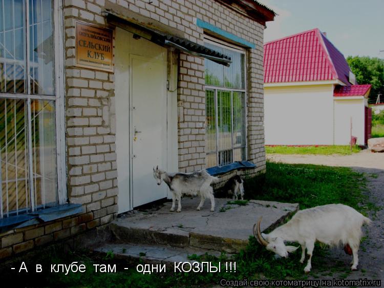 Котоматрица: - А  в  клубе  там  -  одни  КОЗЛЫ !!!