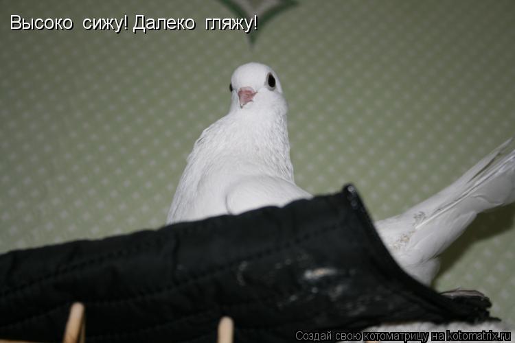 Котоматрица: Высоко  сижу! Далеко  гляжу!