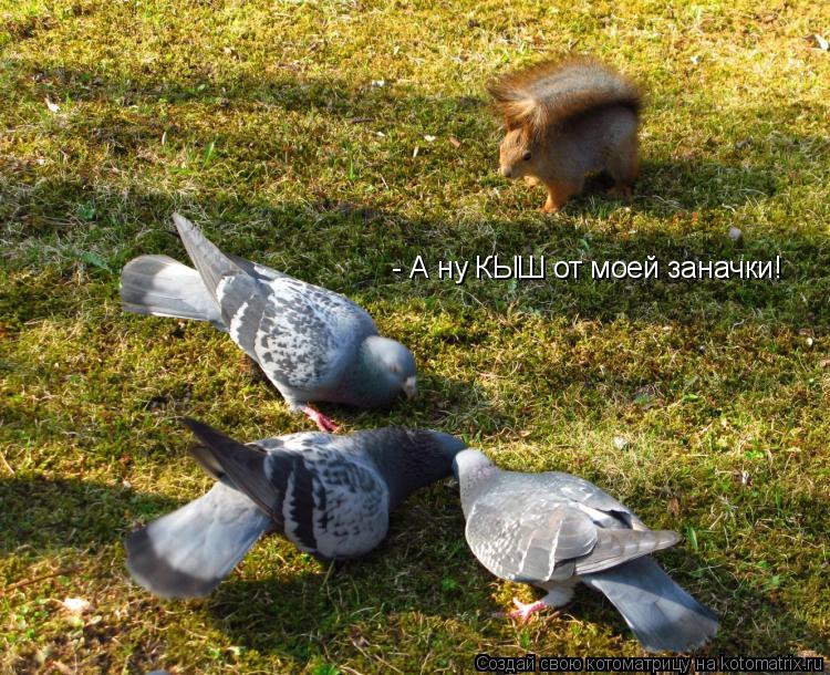 - А ну КЫШ от моей заначки!... Котоматрица: - А ну КЫШ от моей заначки!