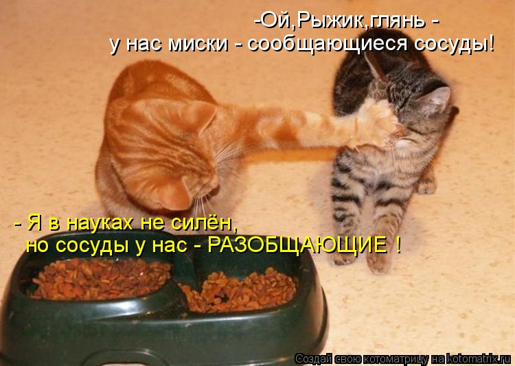 Котоматрица: -Ой,Рыжик,глянь - у нас миски - сообщающиеся сосуды! - Я в науках не силён, но сосуды у нас - РАЗОБЩАЮЩИЕ !