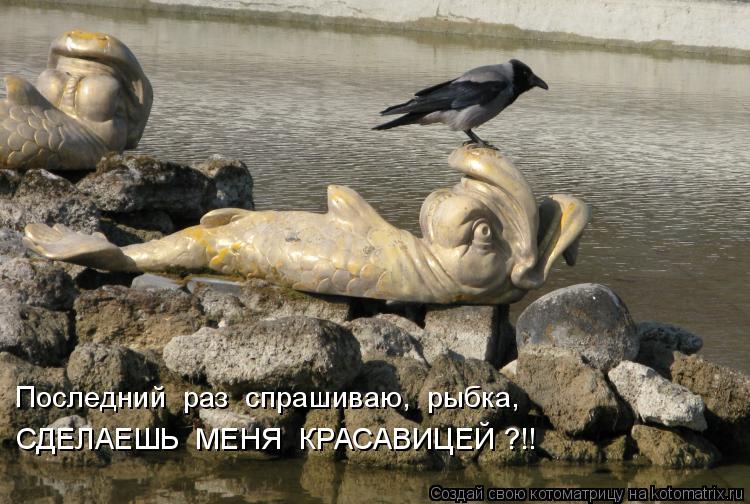 Последний раз спрашиваю, рыбка, СДЕЛАЕШЬ МЕНЯ КРАСАВИЦЕЙ ?!!... Котоматрица: Последний раз спрашиваю, рыбка, СДЕЛАЕШЬ МЕНЯ КРАСАВИЦЕЙ ?!!