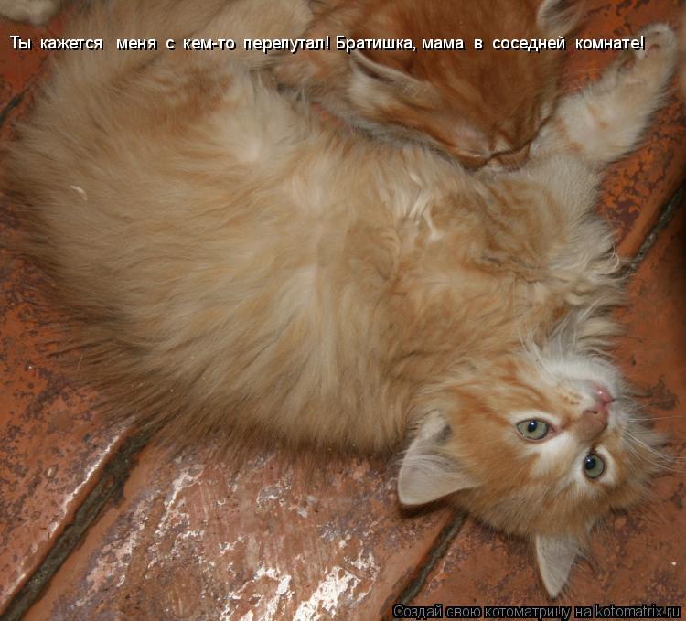 Ты кажется меня с кем-то перепутал! Братишка, мама в соседней комнате! ... Котоматрица: Ты кажется меня с кем-то перепутал! Братишка, мама в соседней комнате!