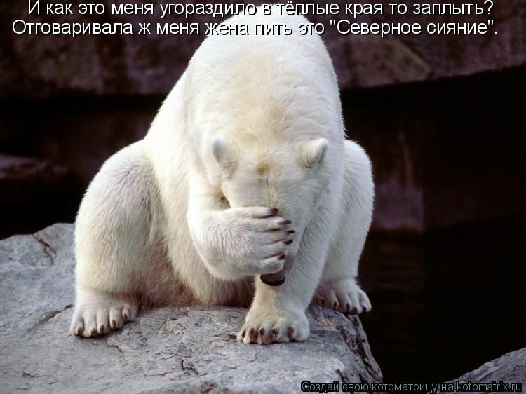 И как это меня угораздило в тёплые края то заплыть? Отговаривала ж меня жена пить это "Северное сияни... Котоматрица: И как это меня угораздило в тёплые края то заплыть? Отговаривала ж меня жена пить это "Северное сияние".