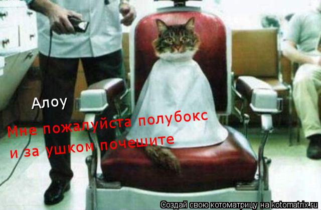 Котоматрица: Мне пожалуйста полубокс и за ушком почешите Алоу