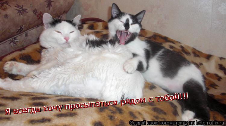 Котоматрица: Я всегда хочу просыпаться рядом с тобой!!! Я всегда хочу просыпаться рядом с тобой!!!