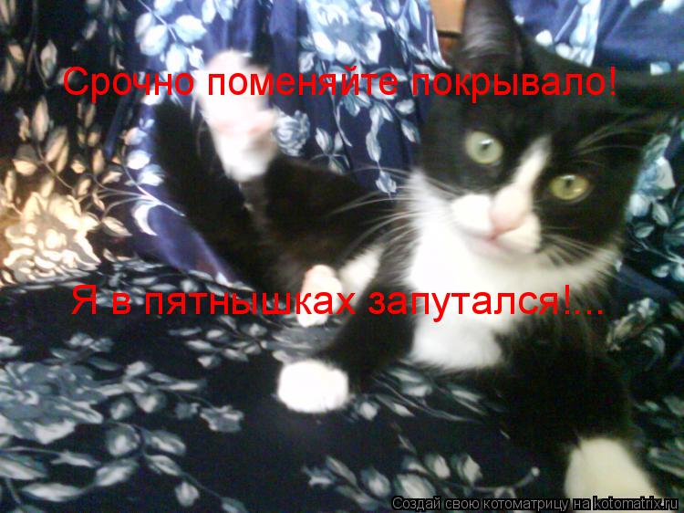 Котоматрица: Я в пятнышках запутался!... Срочно поменяйте покрывало!